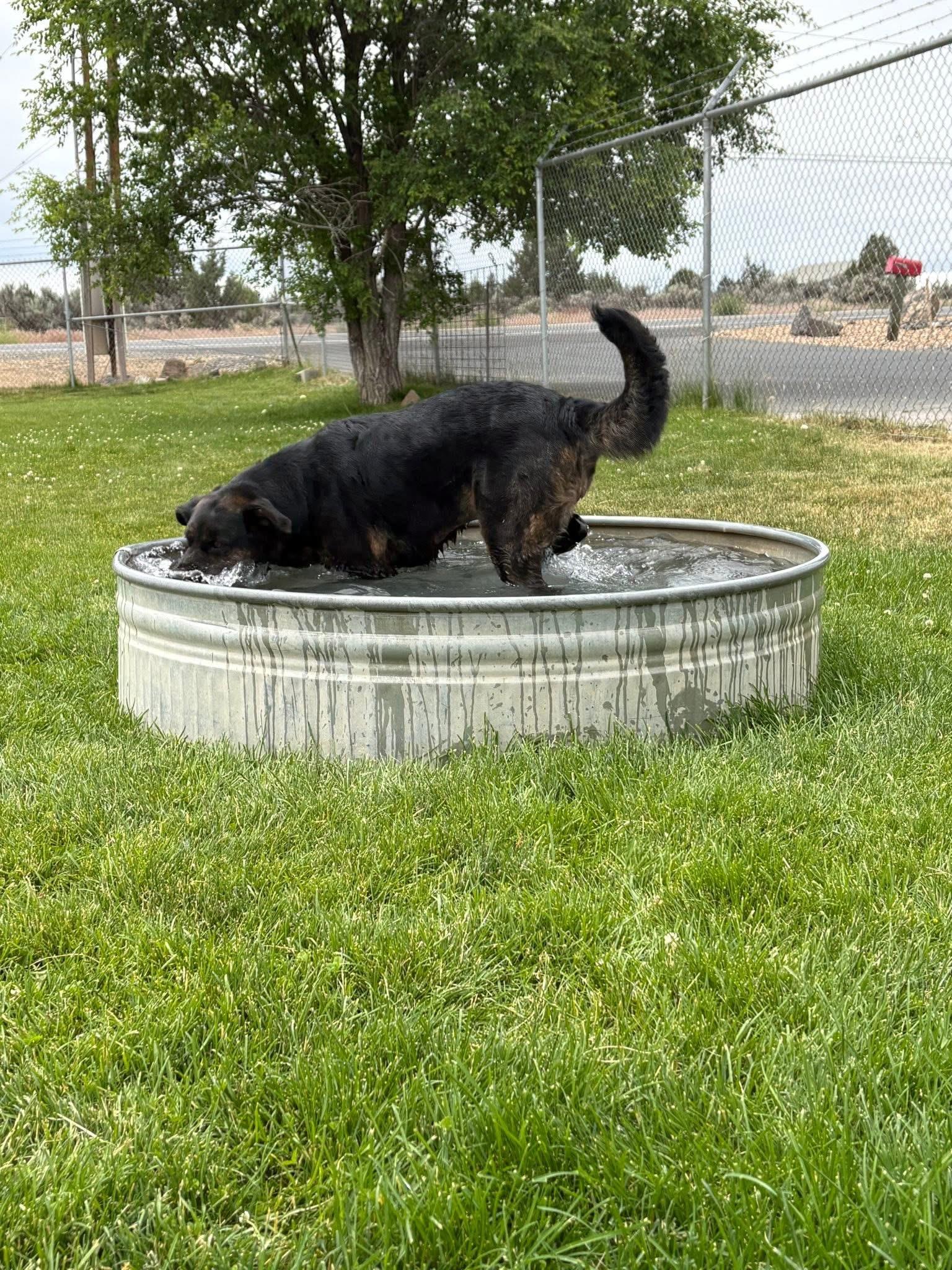 Panthera, a ADOPTABLE German Shepherd Dog in Prineville, OR image 4/4