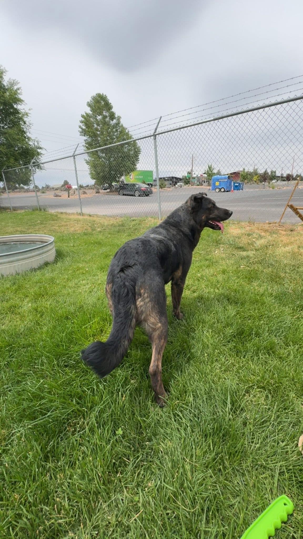 Panthera, a ADOPTABLE German Shepherd Dog in Prineville, OR image 2/4