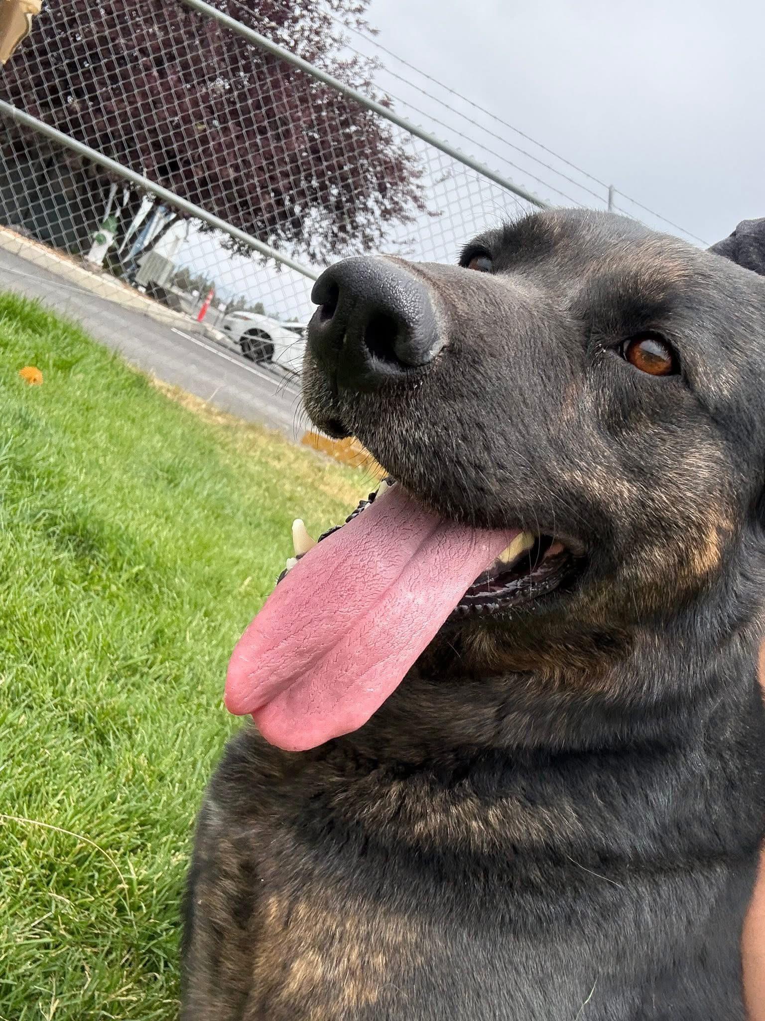 Panthera, ADOPTABLE, Adult Female German Shepherd Dog.