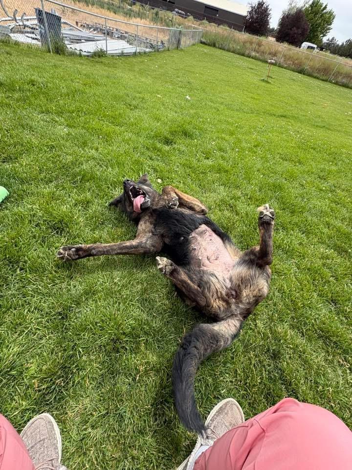 Panthera, a ADOPTABLE German Shepherd Dog in Prineville, OR image 3/4