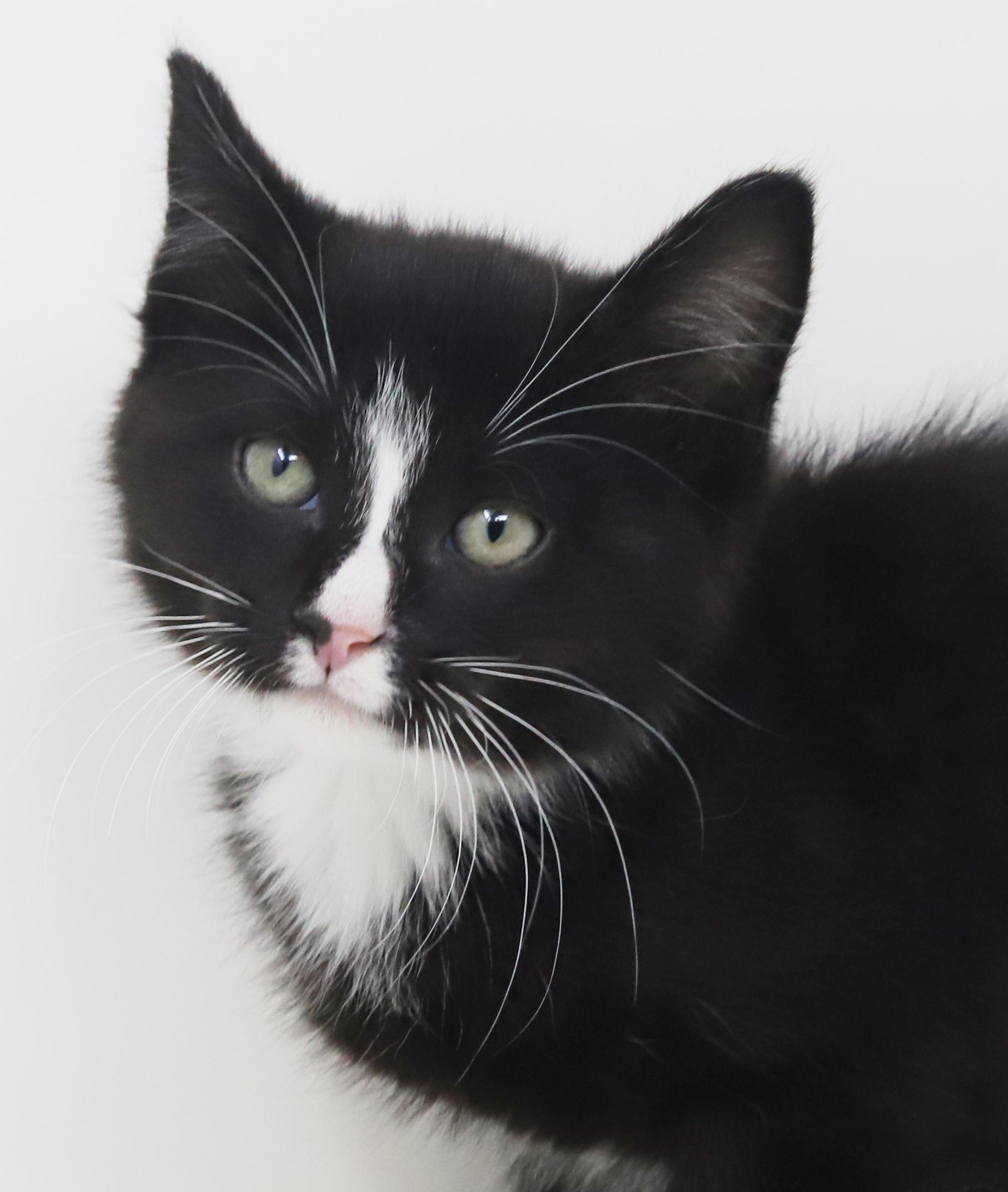 MoonPie is a mini mush!  What a love bug!, Adoptable, Kitten Male Tuxedo.