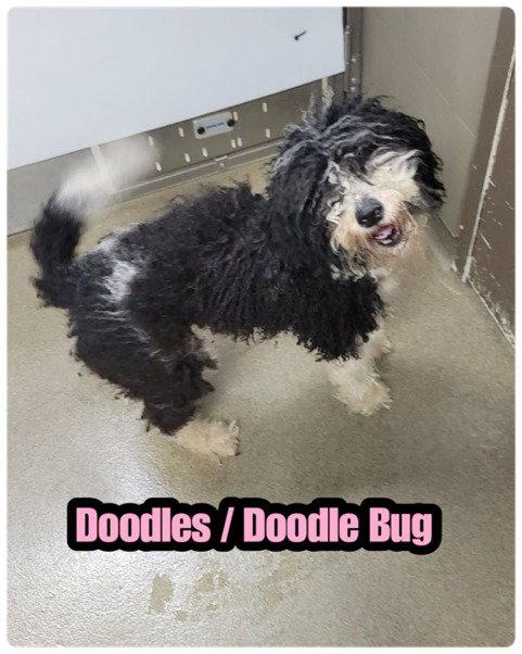 Enlarge Doodle Bug, a Adopted mixed breed in Alpharetta, GA image 1/1