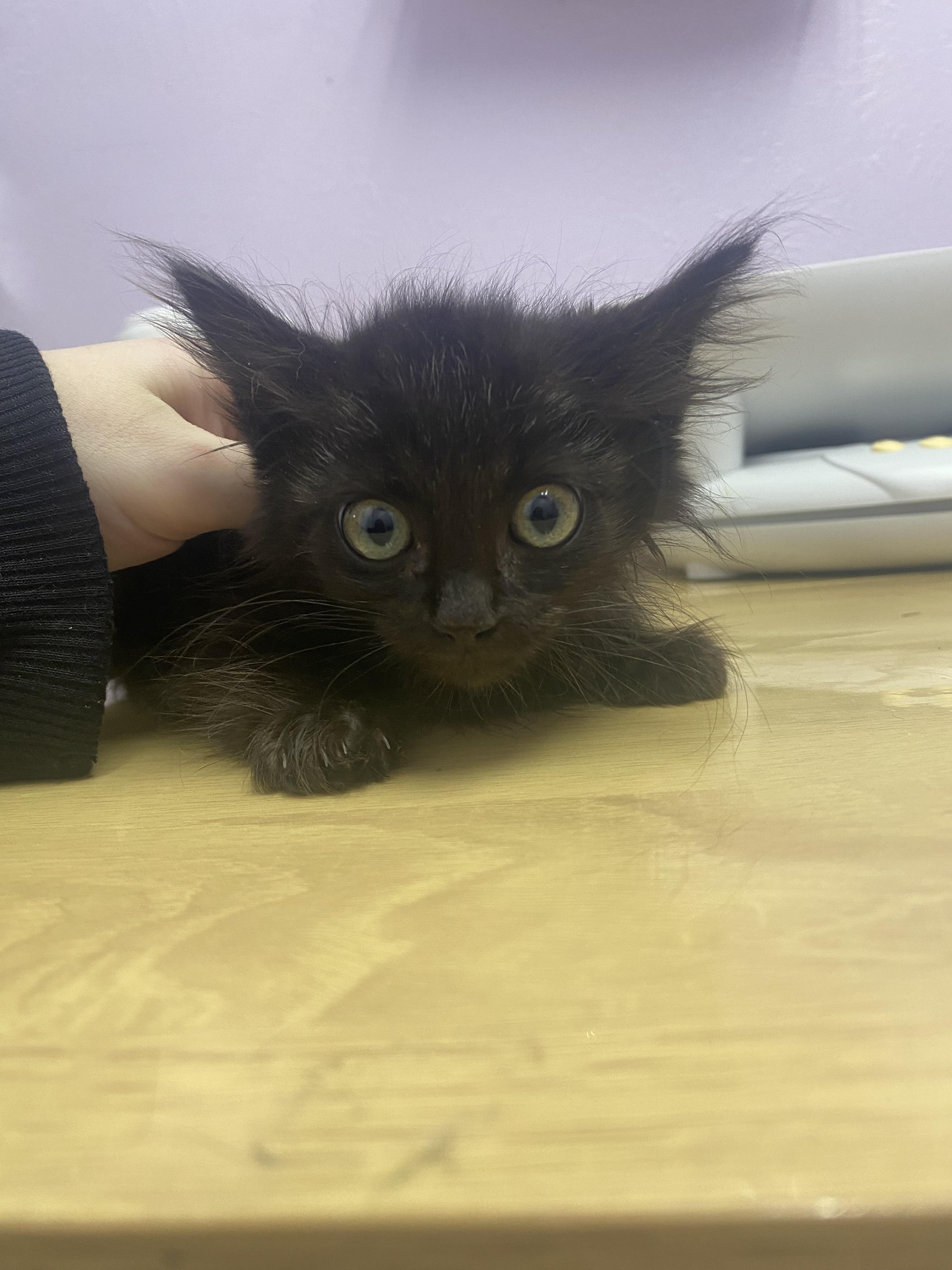 Spark, Adoptable, Kitten Female Domestic Medium Hair.