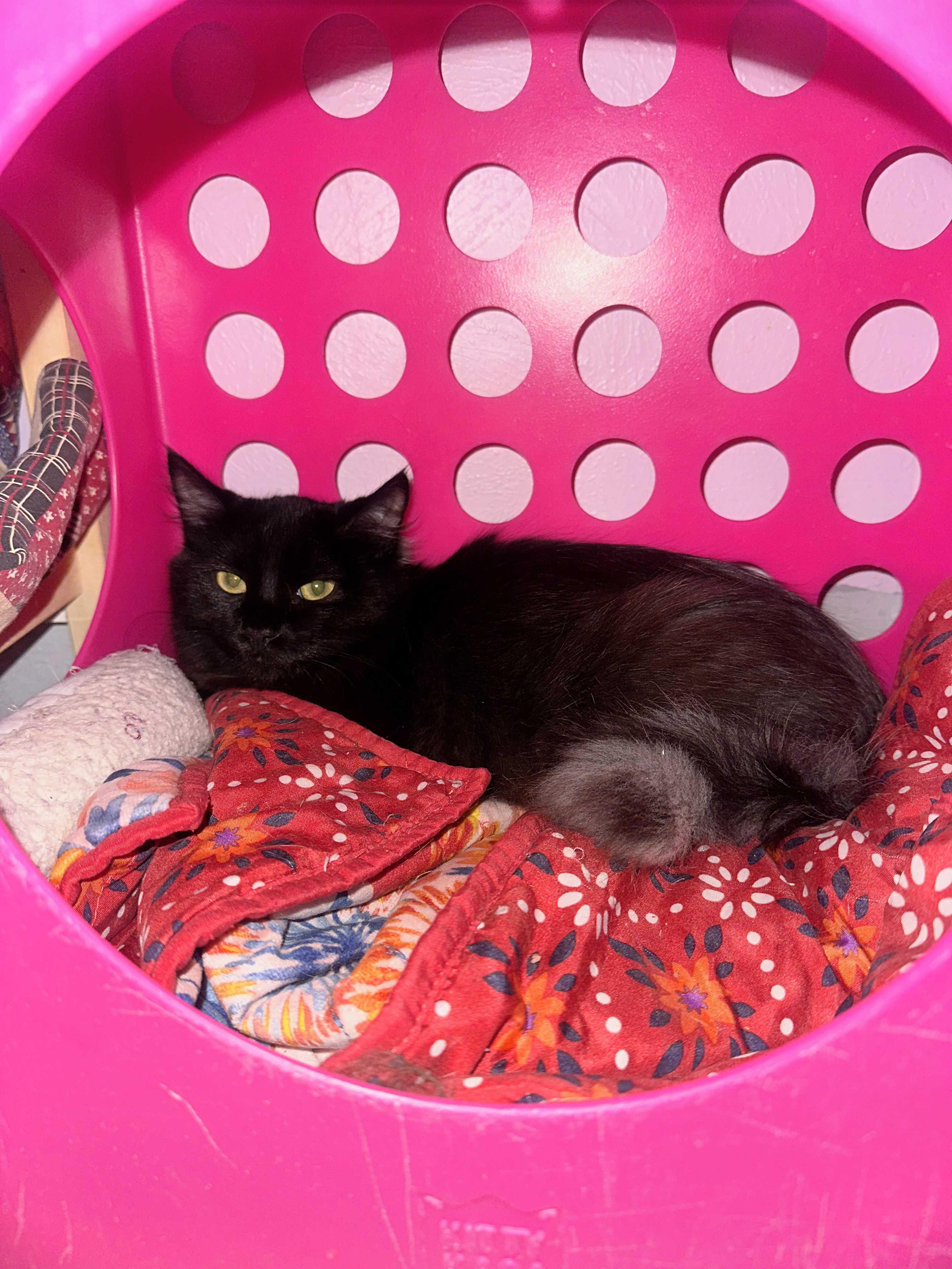 Spark, Adoptable, Kitten Female Domestic Medium Hair.