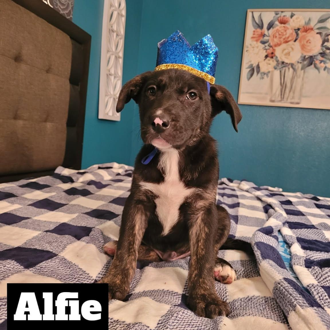 Alfie — thumbnail 3