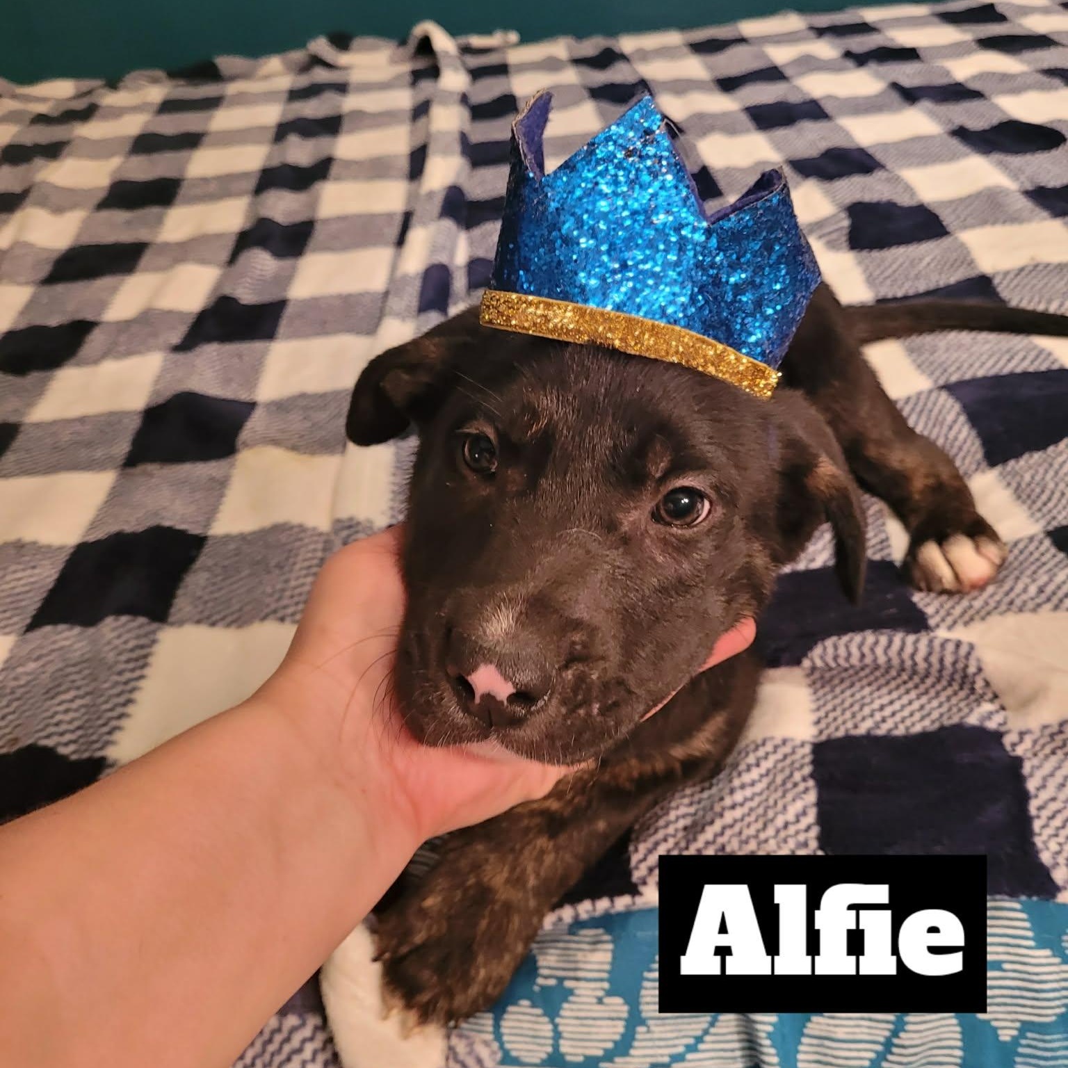 Alfie — thumbnail 5