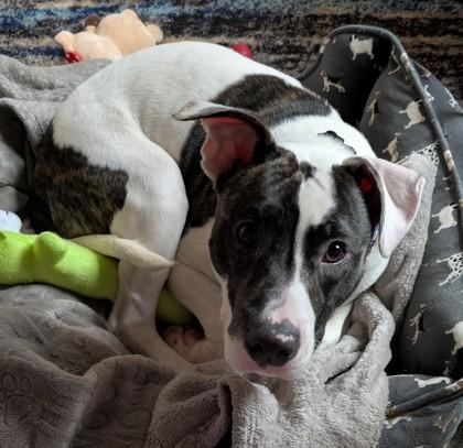 Tillman — thumbnail 2