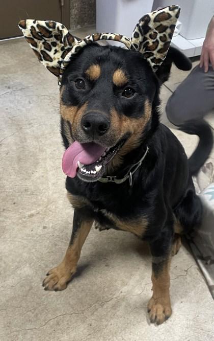 Enlarge Law, a Adoptable mixed breed in Eugene, OR image 1/3