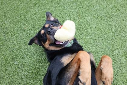 Enlarge Law, a Adoptable mixed breed in Eugene, OR image 1/2