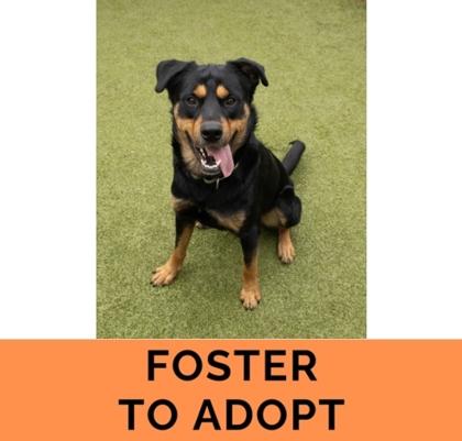 Law, Adoptable, Adult Male Rottweiler & Mixed Breed.