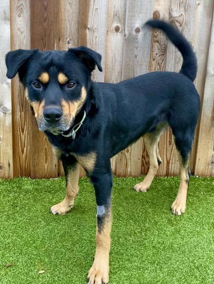 Enlarge Law, a Adoptable mixed breed in Eugene, OR image 3/3