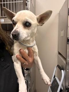 Glenda, ADOPTABLE, Senior Female Chihuahua.