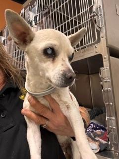 Enlarge Glenda, a ADOPTABLE Chihuahua in Wingdale, NY image 2/3