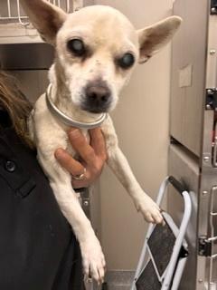 Enlarge Glenda, a ADOPTABLE Chihuahua in Wingdale, NY image 3/3