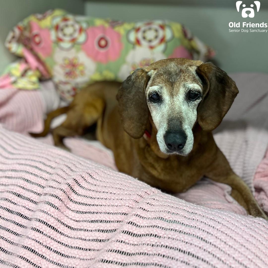 Ruby, Senior Female Hound