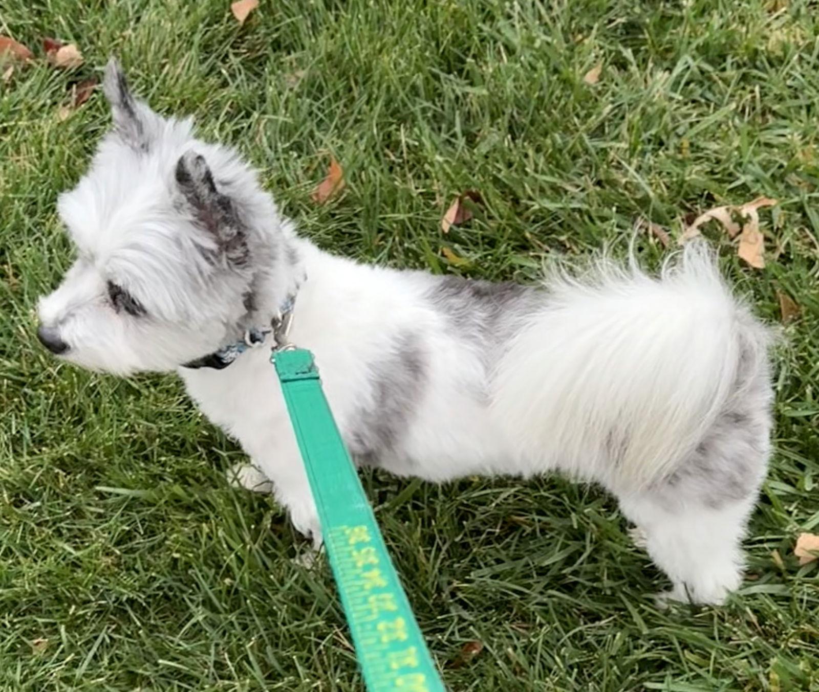 Pokemon, Adoptable, Adult Female Cairn Terrier.
