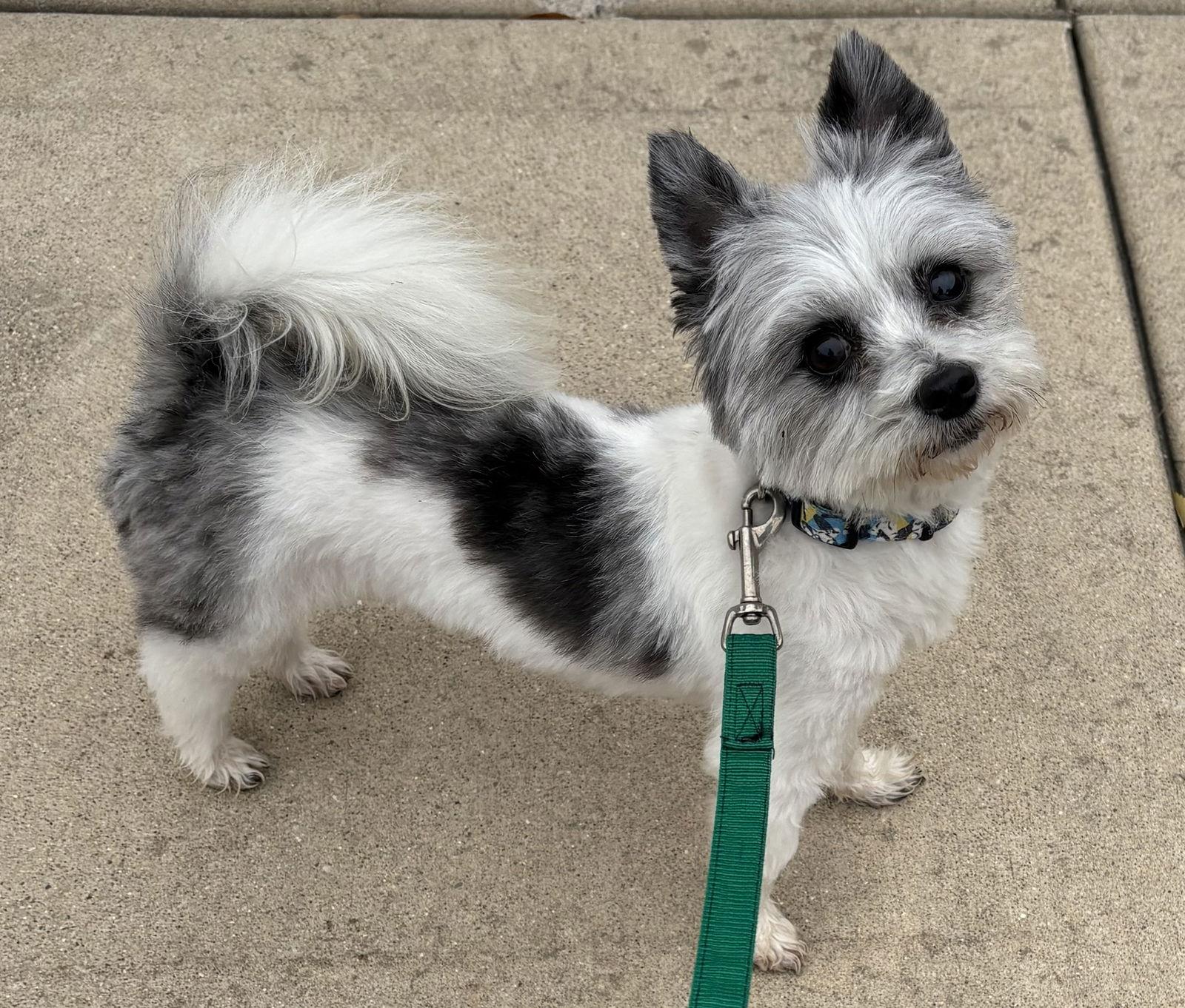 Pokemon, a Adoptable Cairn Terrier in Hillside, IL image 2/3