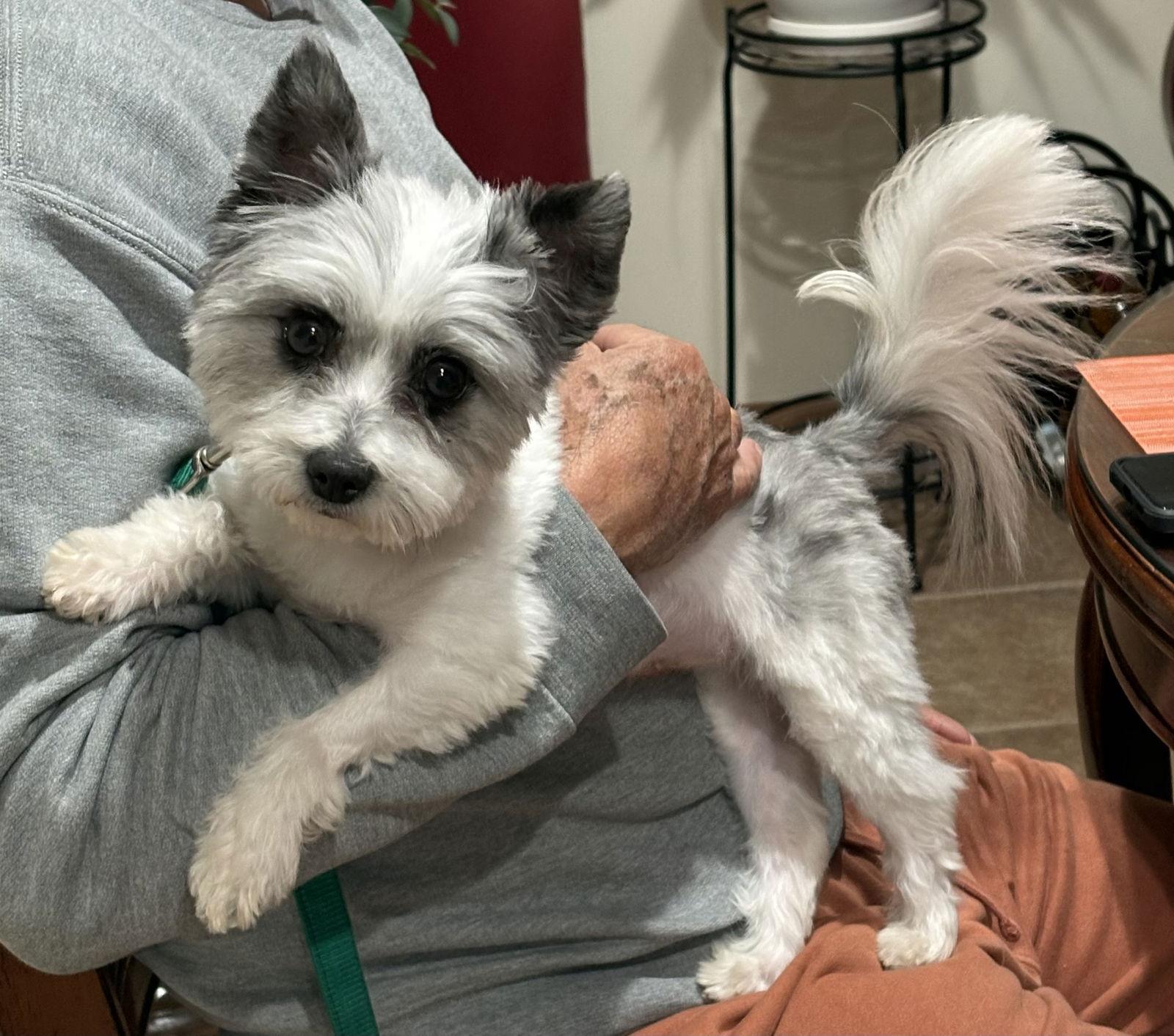 Pokemon, a Adoptable Cairn Terrier in Hillside, IL image 3/3