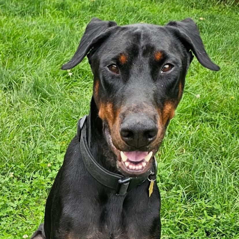 7927 Koda, Adoptable, Adult Male Doberman Pinscher.