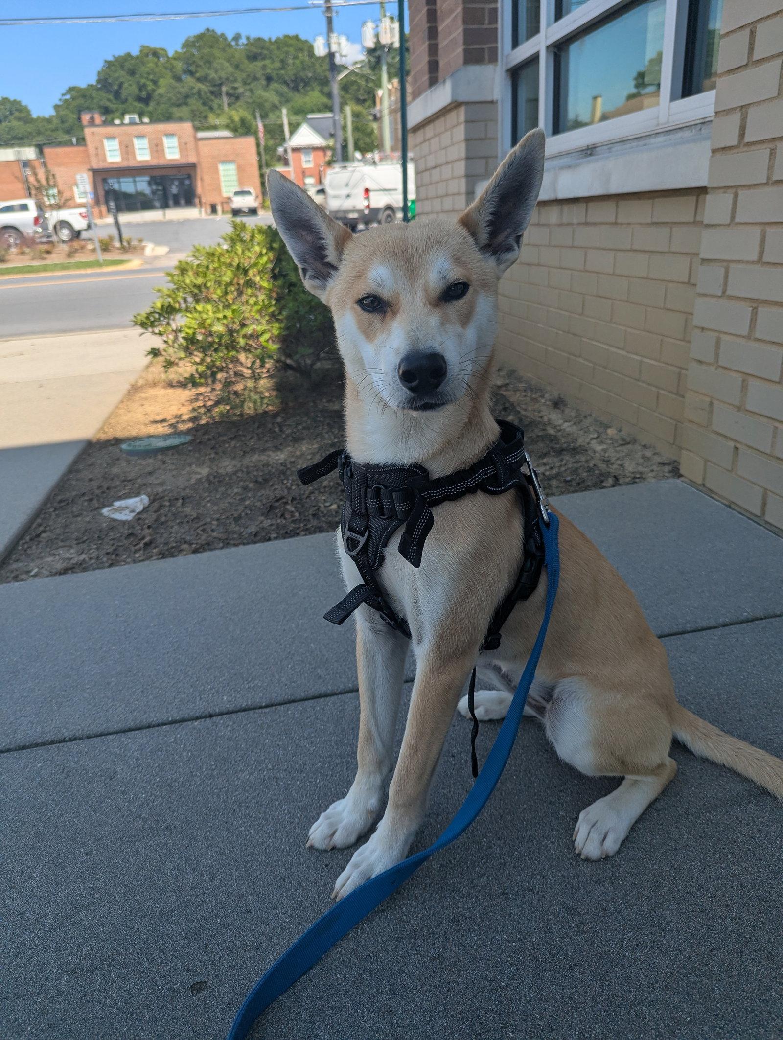 Enlarge Spirit, a Adoptable mixed breed in Calhoun, GA image 1/3