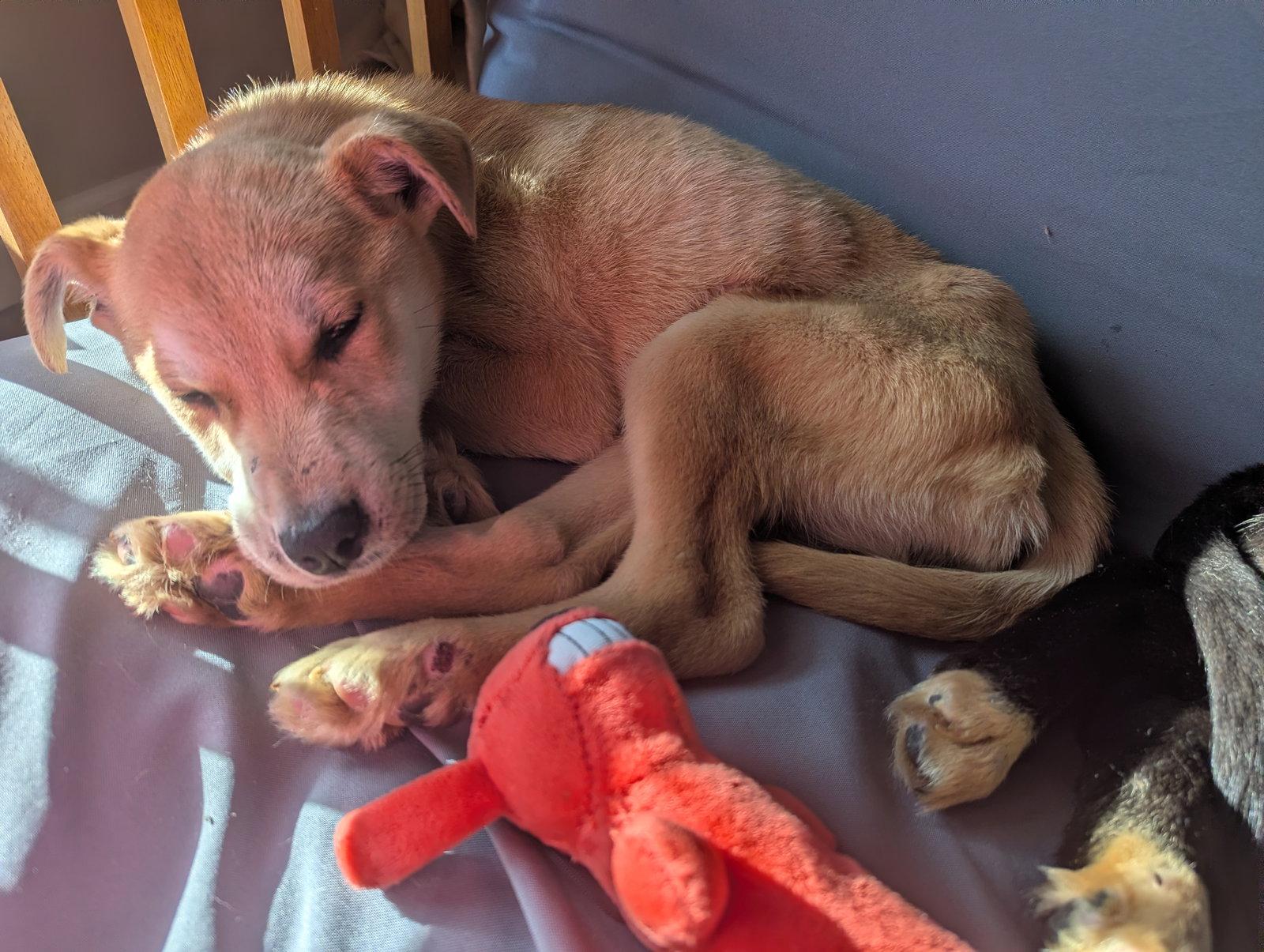 Enlarge Spirit, a Adoptable mixed breed in Calhoun, GA image 1/3