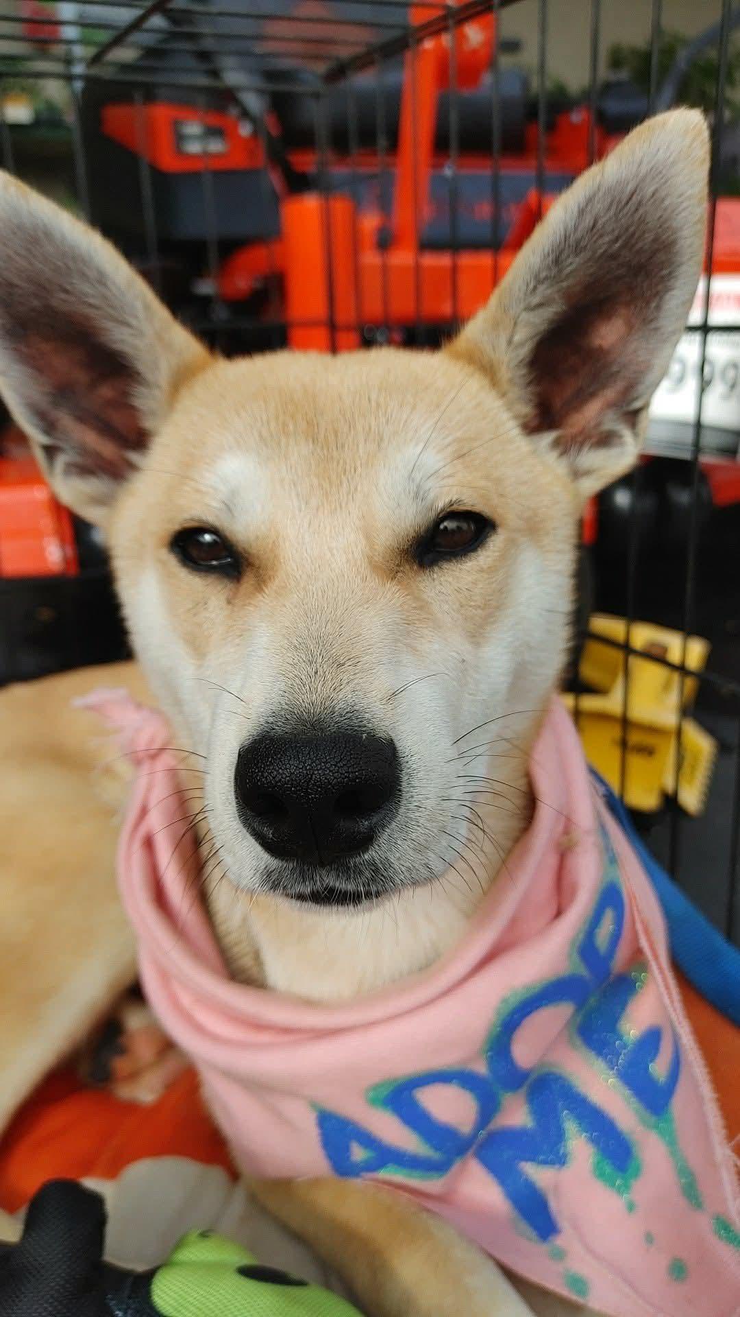 Enlarge Spirit, a Adoptable mixed breed in Calhoun, GA image 2/3