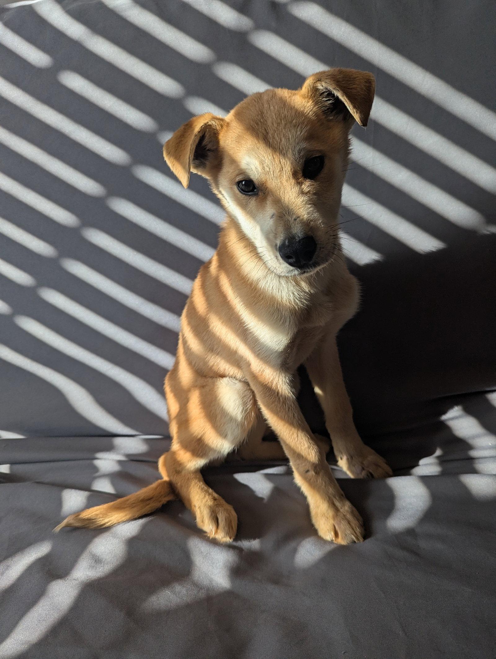 Enlarge Spirit, a Adoptable mixed breed in Calhoun, GA image 2/3