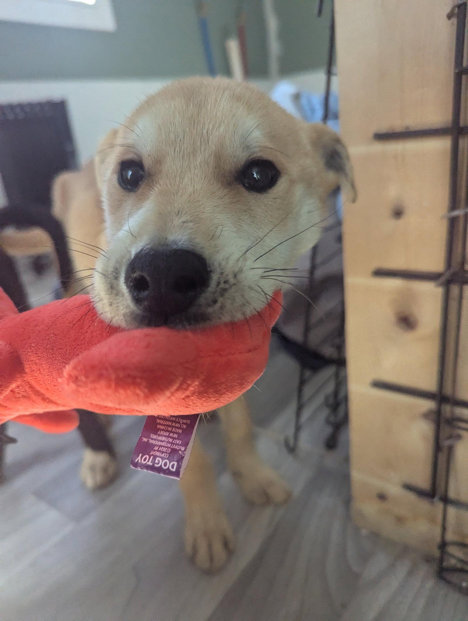 Enlarge Spirit, a Adoptable mixed breed in Calhoun, GA image 3/3