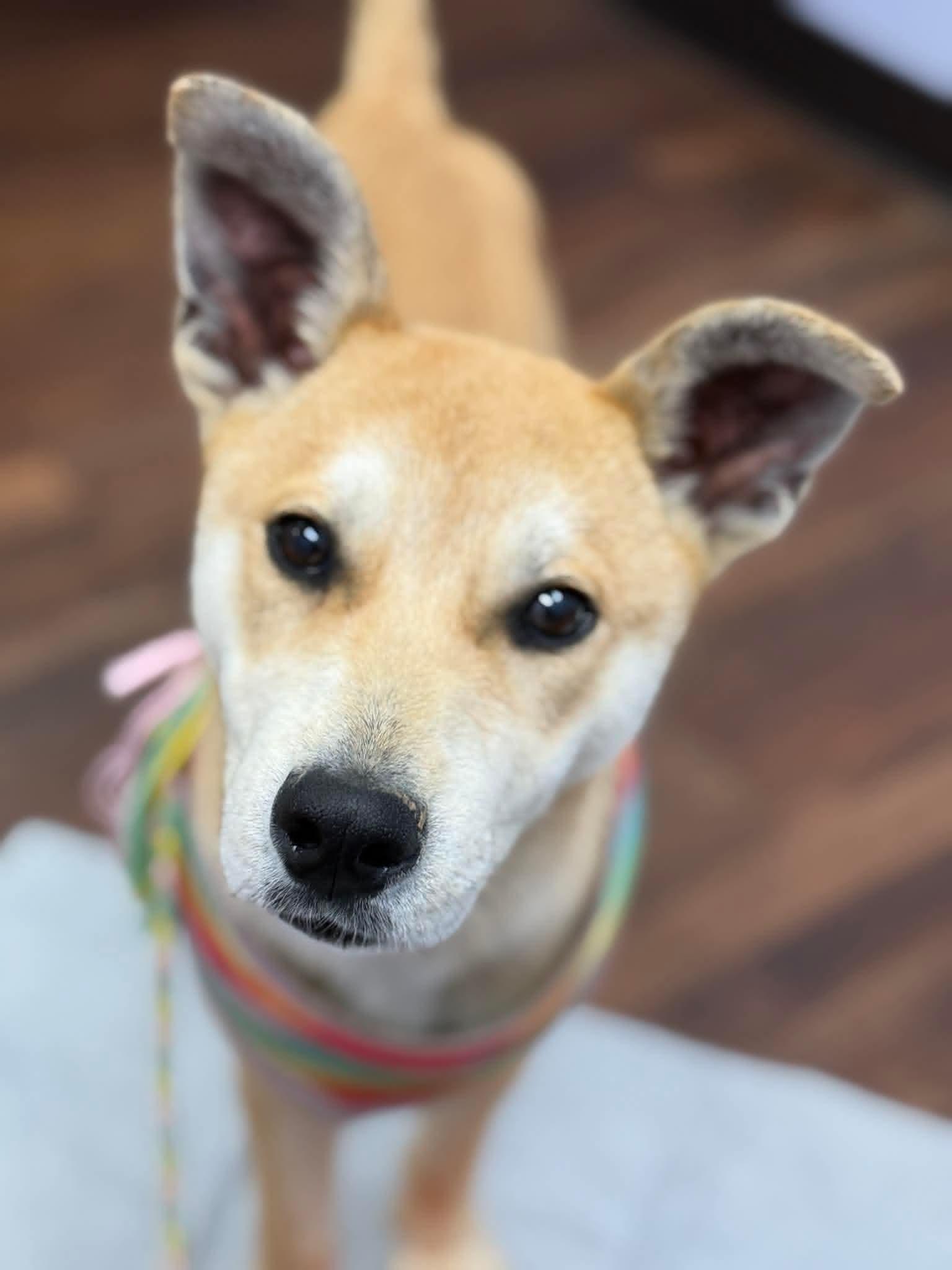 Enlarge Spirit, a Adoptable mixed breed in Calhoun, GA image 2/3