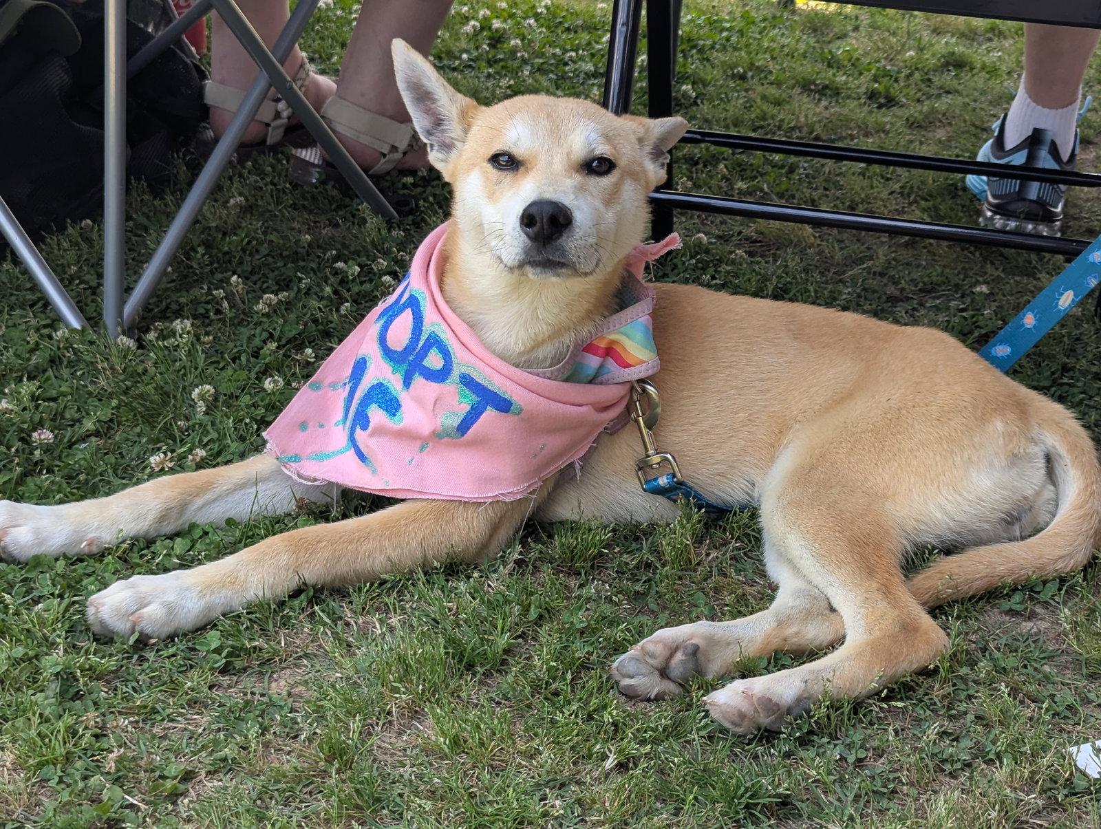 Enlarge Spirit, a Adoptable mixed breed in Calhoun, GA image 3/3
