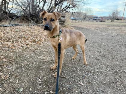 Nala, Adoptable, Young Female German Shepherd Dog & Mixed Breed.