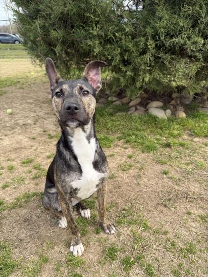 Agate, a Adoptable mixed breed in Memphis, TN image 2/3