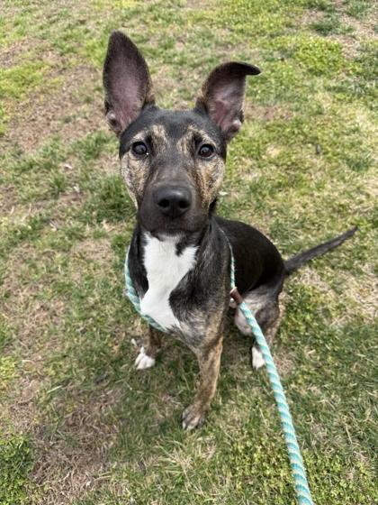 Agate, a Adoptable mixed breed in Memphis, TN image 3/3