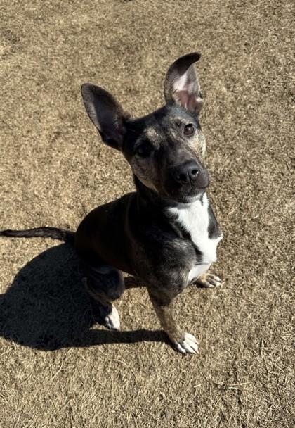 Agate, a Adoptable mixed breed in Memphis, TN image 3/3