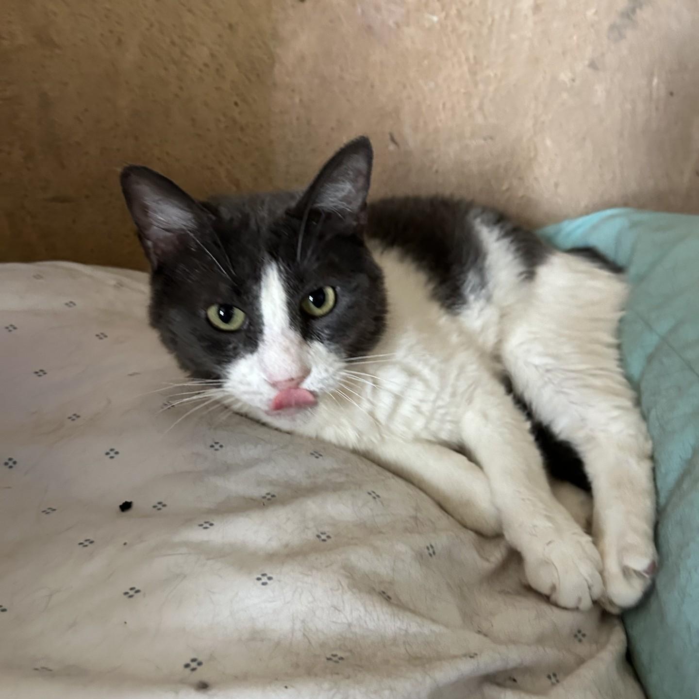 Dexter, a Adoptable Domestic Short Hair in Springdale, AR image 1/2