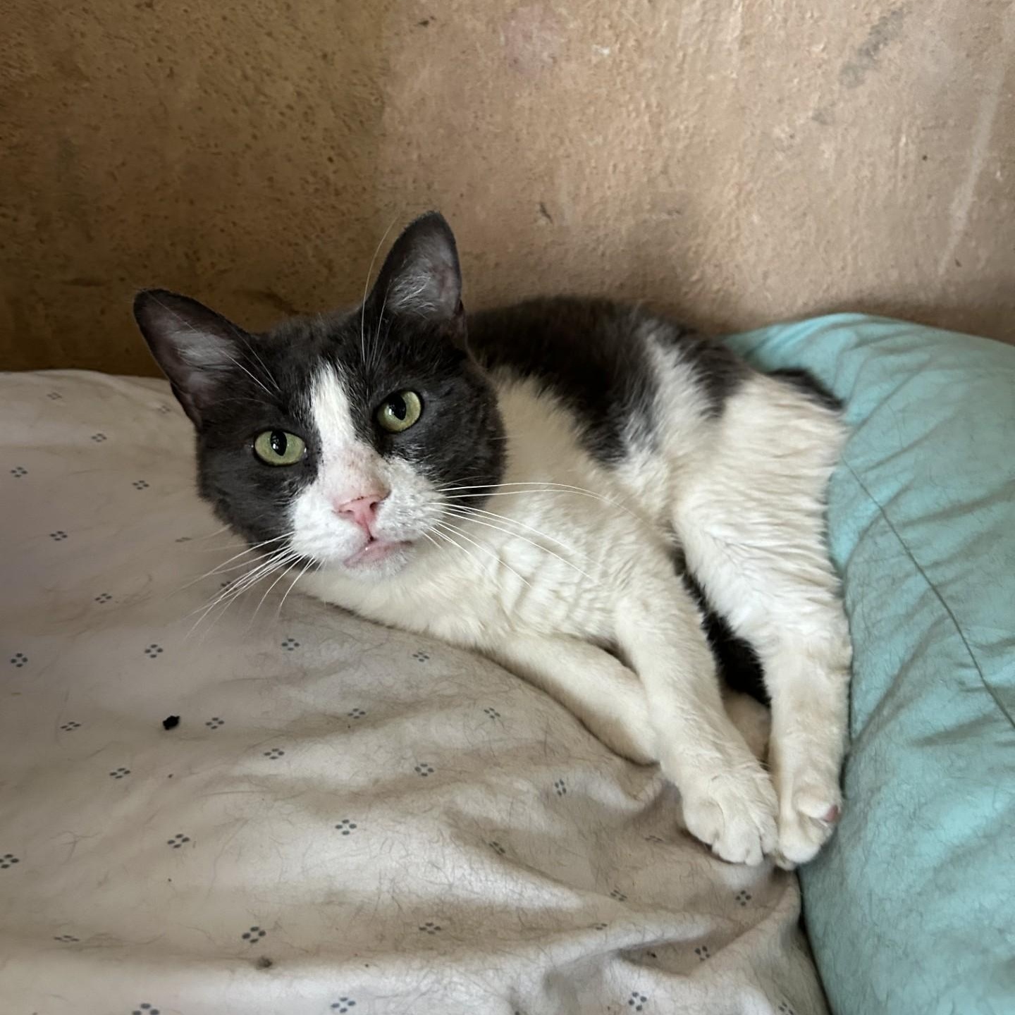 Dexter, a Adoptable Domestic Short Hair in Springdale, AR image 2/2