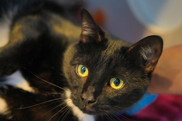 Selena, Adoptable, Adult Female Domestic Short Hair.