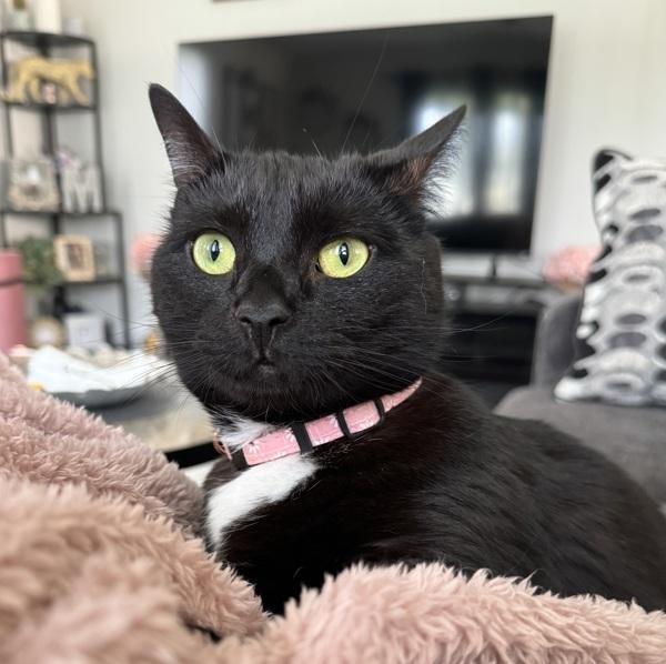 Selena, a Adoptable mixed breed in Staten Island, NY image 2/6