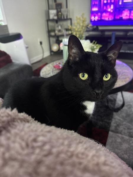 Selena, a Adoptable mixed breed in Staten Island, NY image 4/6