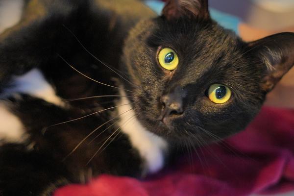 Selena, a Adoptable mixed breed in Staten Island, NY image 5/6