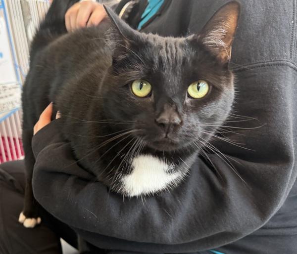 Selena, a Adoptable mixed breed in Staten Island, NY image 6/6