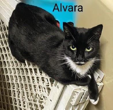 Alvara, a Adoptable Domestic Short Hair in Binghamton, NY image 4/4