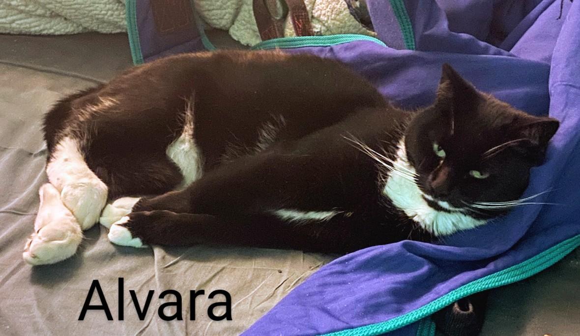 Alvara, a Adoptable Domestic Short Hair in Binghamton, NY image 2/4