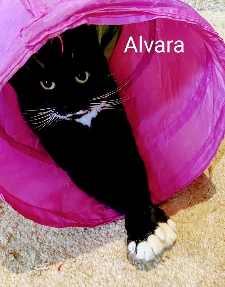 Alvara, a Adoptable Domestic Short Hair in Binghamton, NY image 3/4