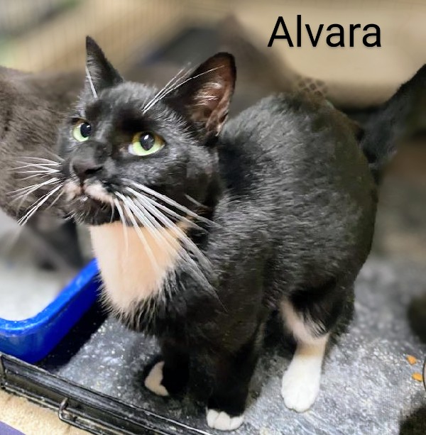 Alvara, Adoptable, Adult Female Domestic Short Hair.