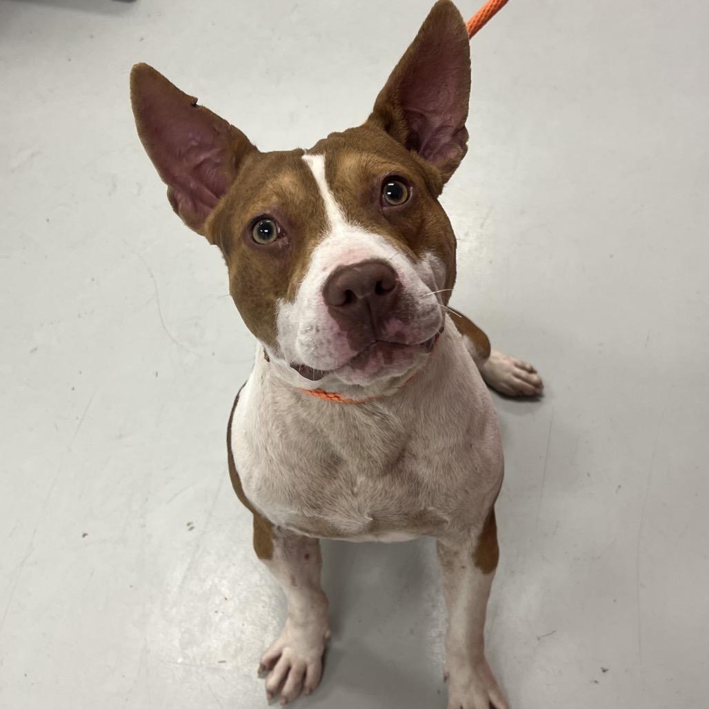 Tommy, Adoptable, Adult Male Pit Bull Terrier & Mixed Breed.