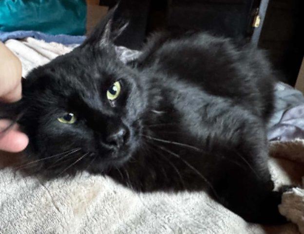 Enlarge Cacao, a ADOPTABLE Domestic Short Hair in Anchorage, AK image 1/1