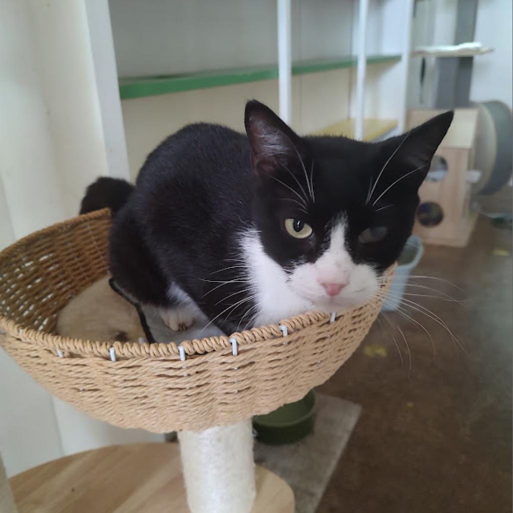 Gaston, Adoptable, Adult Male Domestic Short Hair.