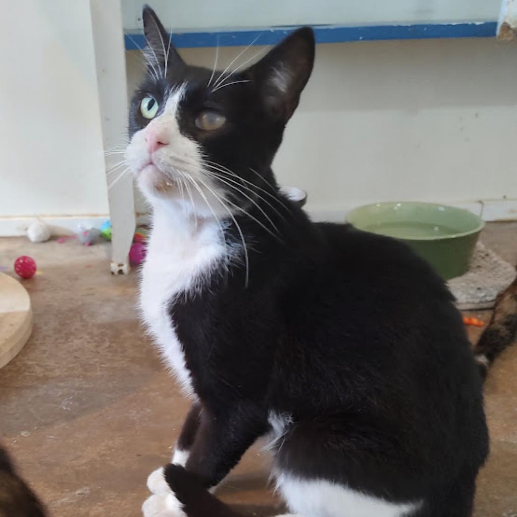 Gaston, a Adoptable Domestic Short Hair in Tanner, AL image 2/4