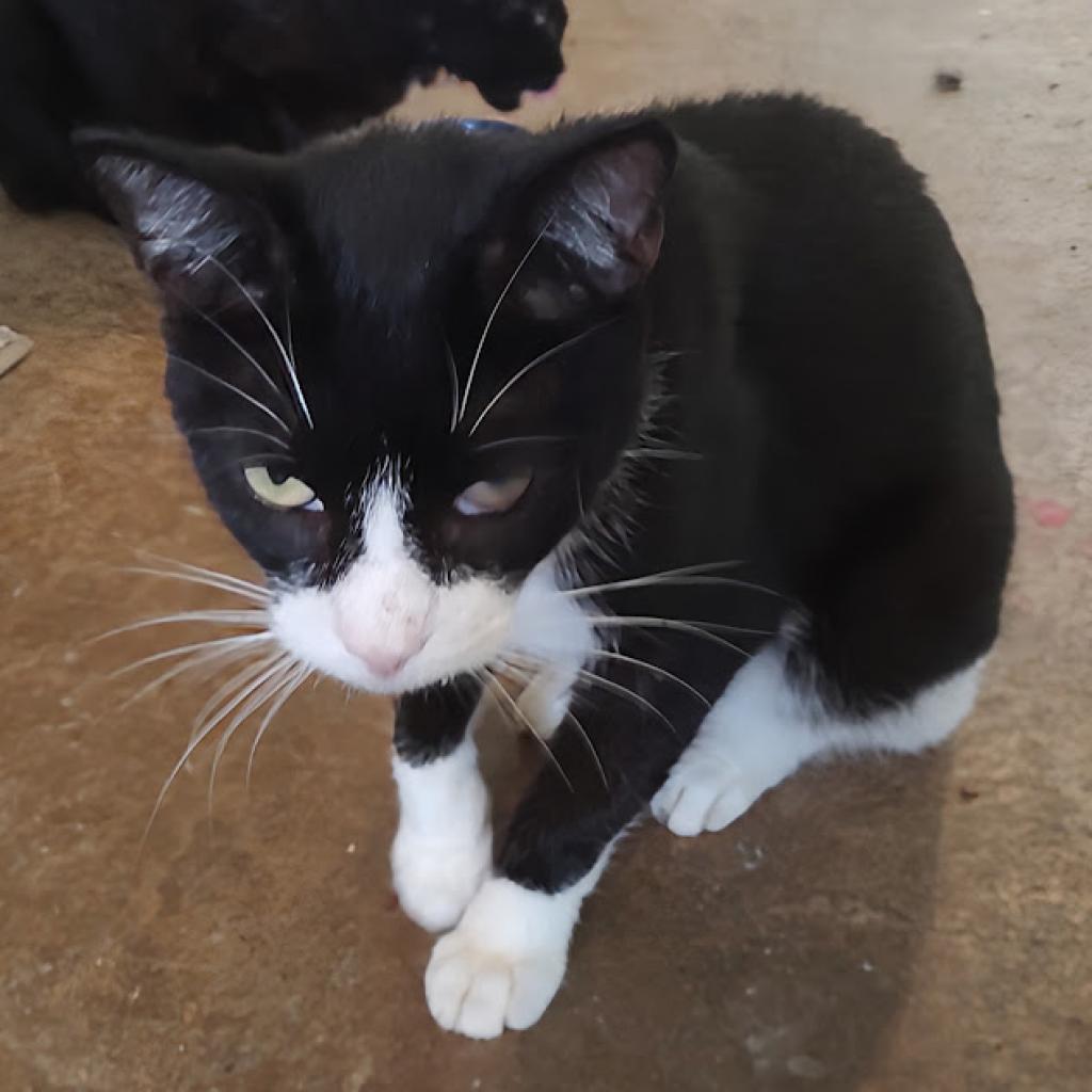 Gaston, a Adoptable Domestic Short Hair in Tanner, AL image 3/4